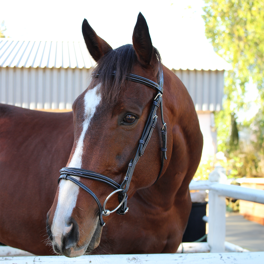 Capriole Bridle Newmarket