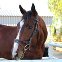 Capriole Bridle Newmarket