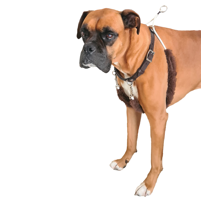 Capriole Dog Control Harness