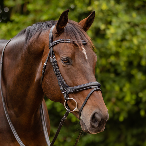 Capriole Bridle Ivy Padded 