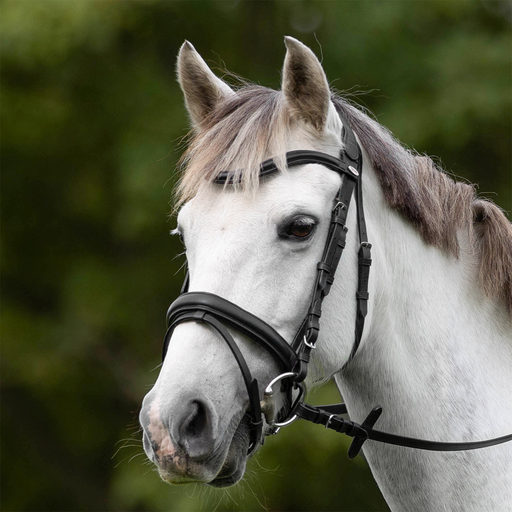 Capriole Bridle Aintree