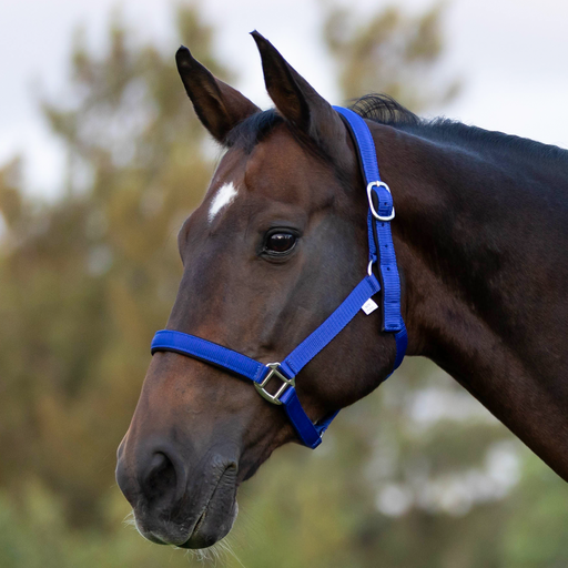 Equistyle Padded Halter with Rope Lead
