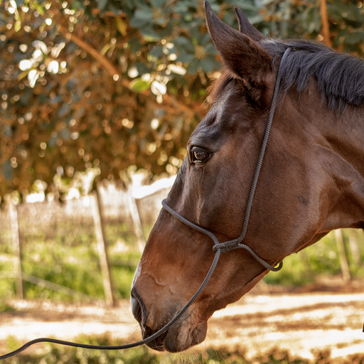 Capriole Shipping Rope Halter