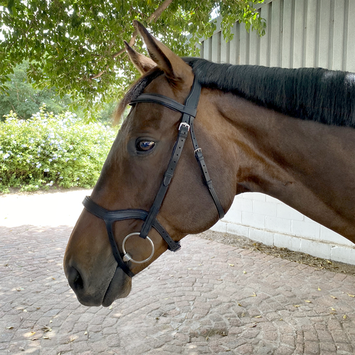 Capriole Maxum Bridle